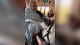 Watch the moment an elderly woman's uncontrollable tremors stop as she pets a therapy pony