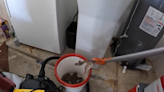 Video shows 20 rattlesnakes being pulled out of Arizona man's garage: 'This is crazy'