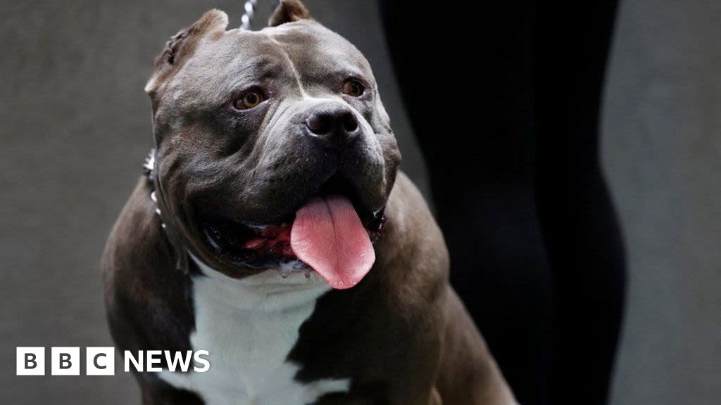 XL bullies seized after fighting in Dundee street