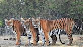 Country’s third largest tiger reserve to come up in Chhattisgarh with a focus on 'save tiger' mission