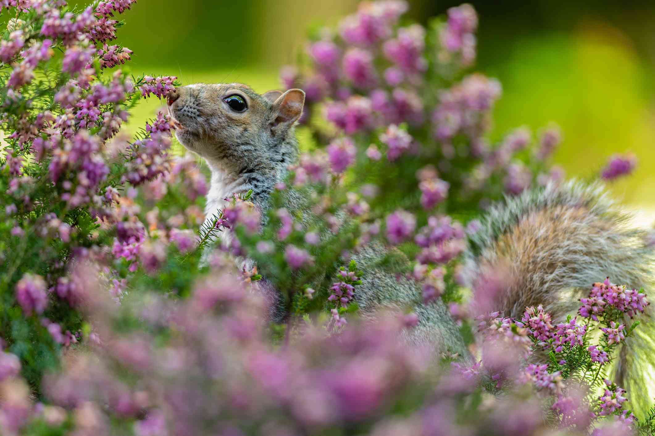 How to Get Rid of Squirrels in Your Yard With 9 Simple Methods