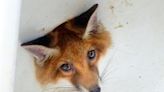 Moment curious fox with head stuck in sink hole is freed | FOX 28 Spokane