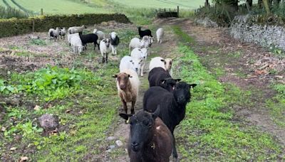 Baaa-d day for Angus breeder as 16 sheep go on a two-mile wander