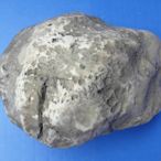 金牛礦晶化石館『清倉拍賣』(t07-貝螺化石) vqq-13