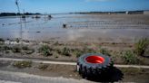 California's relentless rains affect farmworkers, strawberry prices