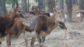 Piden que la Junta se encargue de los animales de la Reserva de Ojén (Málaga) tras su cierre, algo que ya hace la administración