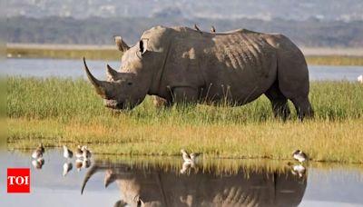 World Rhino Day 2024: Surprising facts about the huge land animals - Times of India