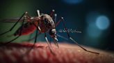 Siguen en descenso los casos de dengue en Argentina: se registraron más de 530 mil contagios y 370 muertos