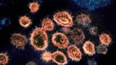 Catching COVID gives you ‘durable’ protection from virus, study finds. For how long?