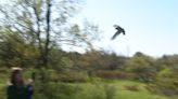 Peregrine falcon rehabbed in Green Bay, released at Open Door Bird Sanctuary