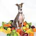 Excellent Italian Greyhound