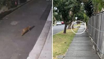 Outfoxed: the ‘smart’ ferals are adapting to Australian cities, and wreaking havoc in the bush