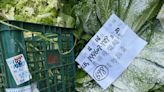 太嚇人！批發市場「3蔬菜農藥超標」共銷毀3.6萬公斤 3縣市產出最多