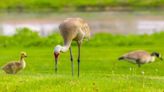 Mated pair of sandhill cranes raised solitary gosling dubbed ‘Lucy’