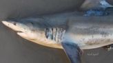 VIDEO: Woman finds washed up shark on Whitecap beach during Friday morning stroll