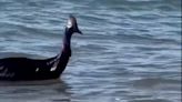 Captan al ave más peligrosa del mundo nadando en playa de Australia |VIDEO