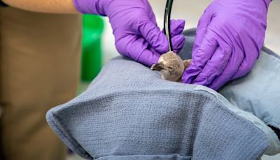 Humboldt penguin chick hatches at Lincoln Children’s Zoo