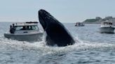 Video Captures ‘Insane’ Moment Whale Breaches and Lands on Boat in Massachusetts