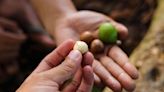 6 Health Benefits That Make Macadamia Nuts So Nutritious