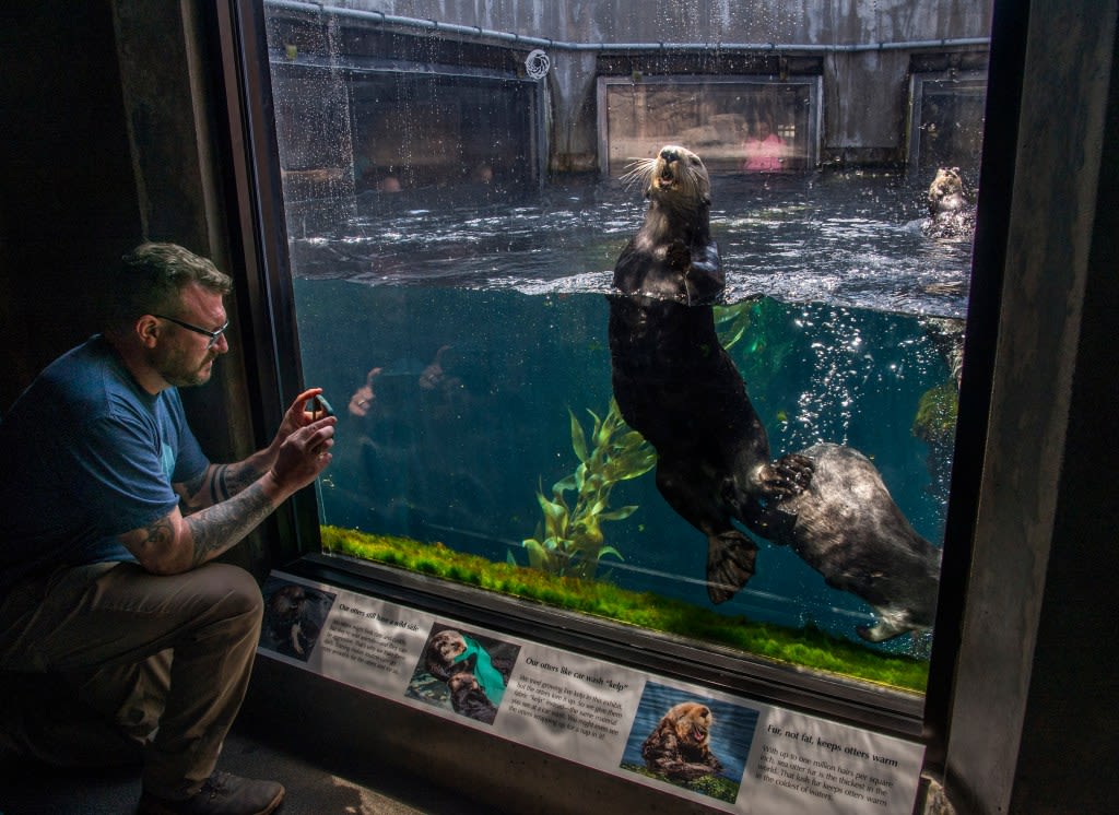 Monterey Bay Aquarium to offer free admission to low-income residents