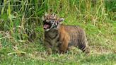 First tiger cub born at zoo in Wales practises roar