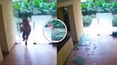 ...Petrified Boy Rams Into Society Glass Door As It Shatters While He Tries To Escape Dog Attack, Video Viral