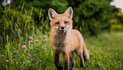 History of Fox Domestication Revealed by DNA Analysis