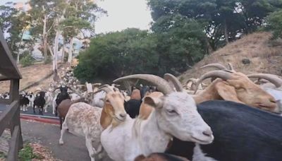 Watch a tsunami of goats storm down a Berkeley Hills road