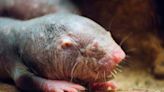 Naked mole rats are wrinkly, but they may hold the key to anti-aging. Here's how they stave off cancer and inflammation.