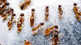 ‘Tis the season for fire ants – here are 5 home remedies to kill those nasty boogers