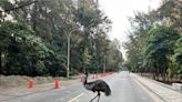 漁光島見超巨鳥逛大街 他驚「鴕鳥」落跑 飼主揭真實身份 - 生活