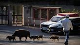 Rome Bans Picnics, Imposes Curfew To Curb Wild Boar Invasion Of Italian Capital
