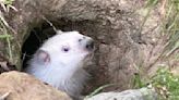 Albino groundhog spotted in Rutherford County