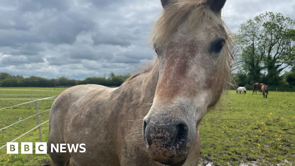 Mountsorrel: Pony sanctuary hit by thieves weeks after fire