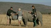 Inyectar material radiactivo a los rinocerontes es la nueva forma de combatir la caza furtiva