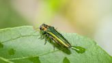 Invasive tree-eating insect expands in northeast Kansas