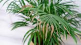 What's Wrong With My Plant? How to Fix 12 Common Houseplant Problems