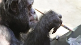 Chimpanzé de Michael Jackson vive em santuário e demanda gastos de R$ 160 mil por ano