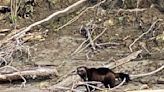 A rare wolverine sighting was captured on video in Oregon