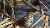 This is the key to identifying Maine’s many sparrows