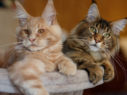 Woman Has 'Entire Set' of Maine Coon Cats and People Are Here for It