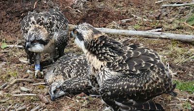 Twelve Osprey chicks die in worst year for Kielder bird colony