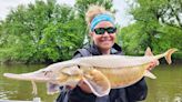 Shovelnose sturgeon sampled from Illinois River - Outdoor News