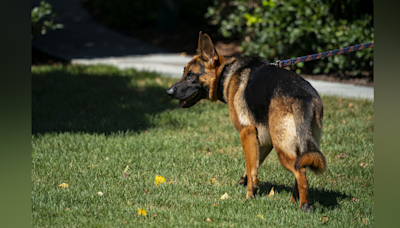 Noem suggests Biden’s dog Commander should suffer a similar fate to Cricket, the dog she shot - Boston News, Weather, Sports | WHDH 7News