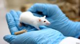 Only 5% of therapies tested on animals are approved for human use