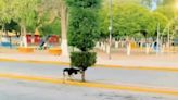 Perrito se esconde detrás de un árbol para perseguir vehículos