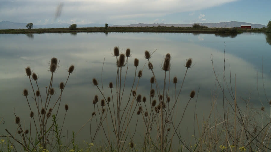 Wildlife are losing habitat at the Great Salt Lake. A nonprofit is working to build some back.