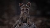 Zoo shares rare sighting of first fossa pups to be born in its 91-year history