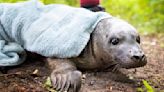 Stranded baby seal saved after swimming alone into an Essex town | ITV News