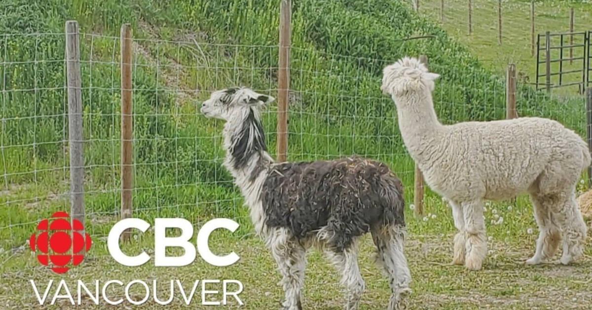 2 'lonely' alpacas in Tappen, B.C., find friendship